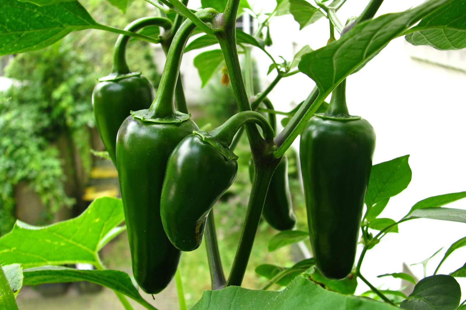balconyveggies140727-02.jpg