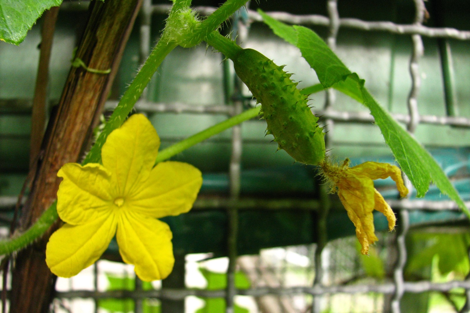 balconyveggies140730-01.jpg