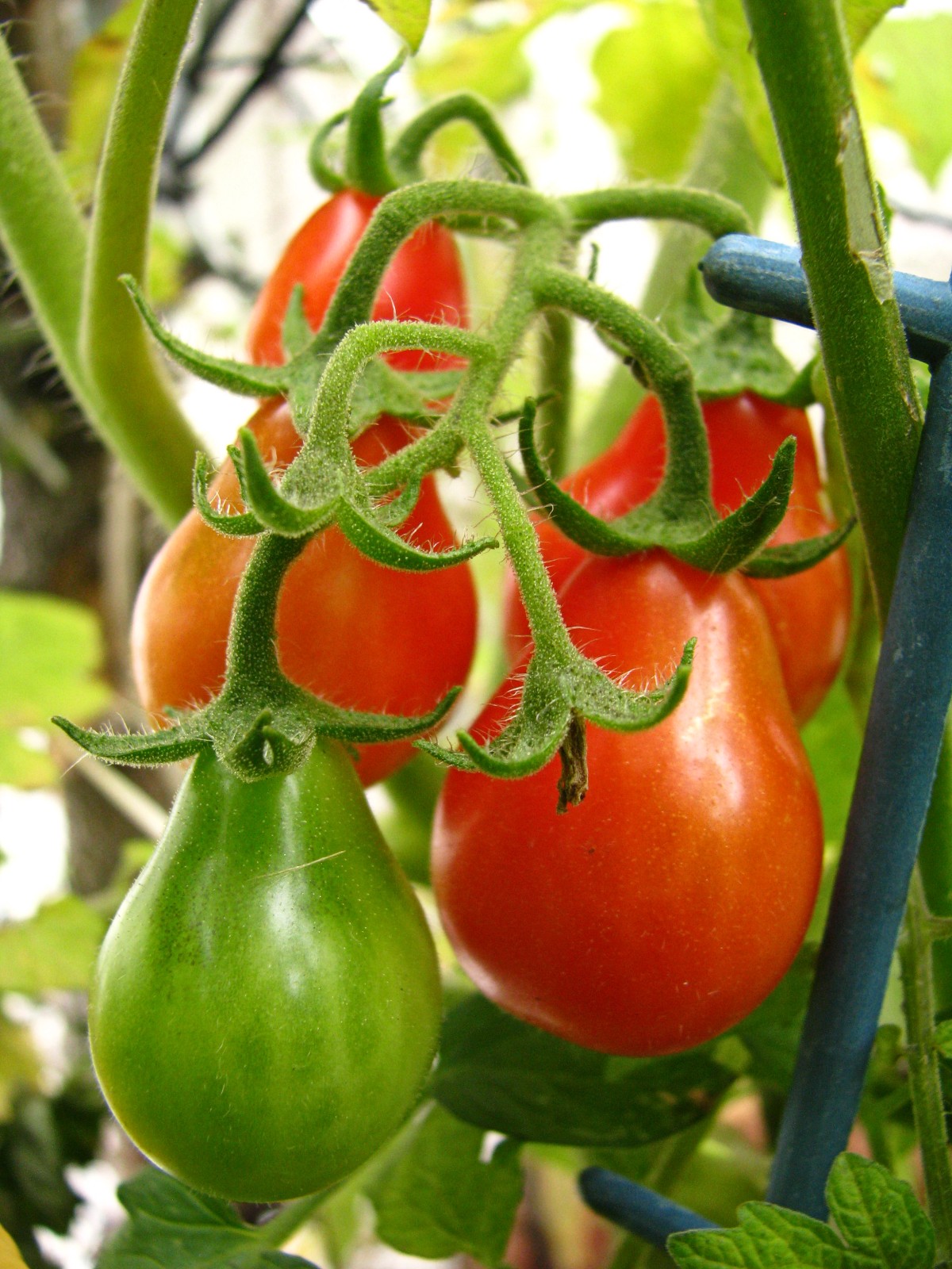 balconyveggies140813-01.jpg