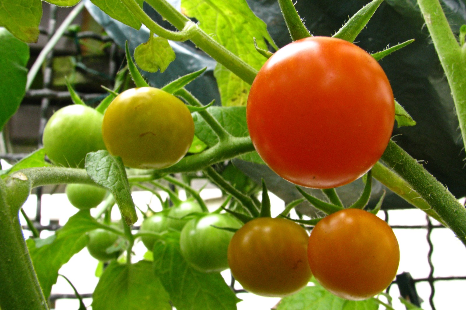 balconyveggies140813-02.jpg