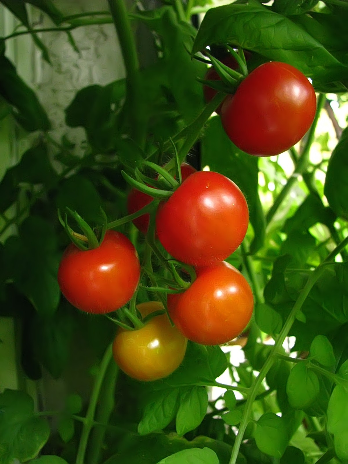 balconyveggies140816-10.jpg