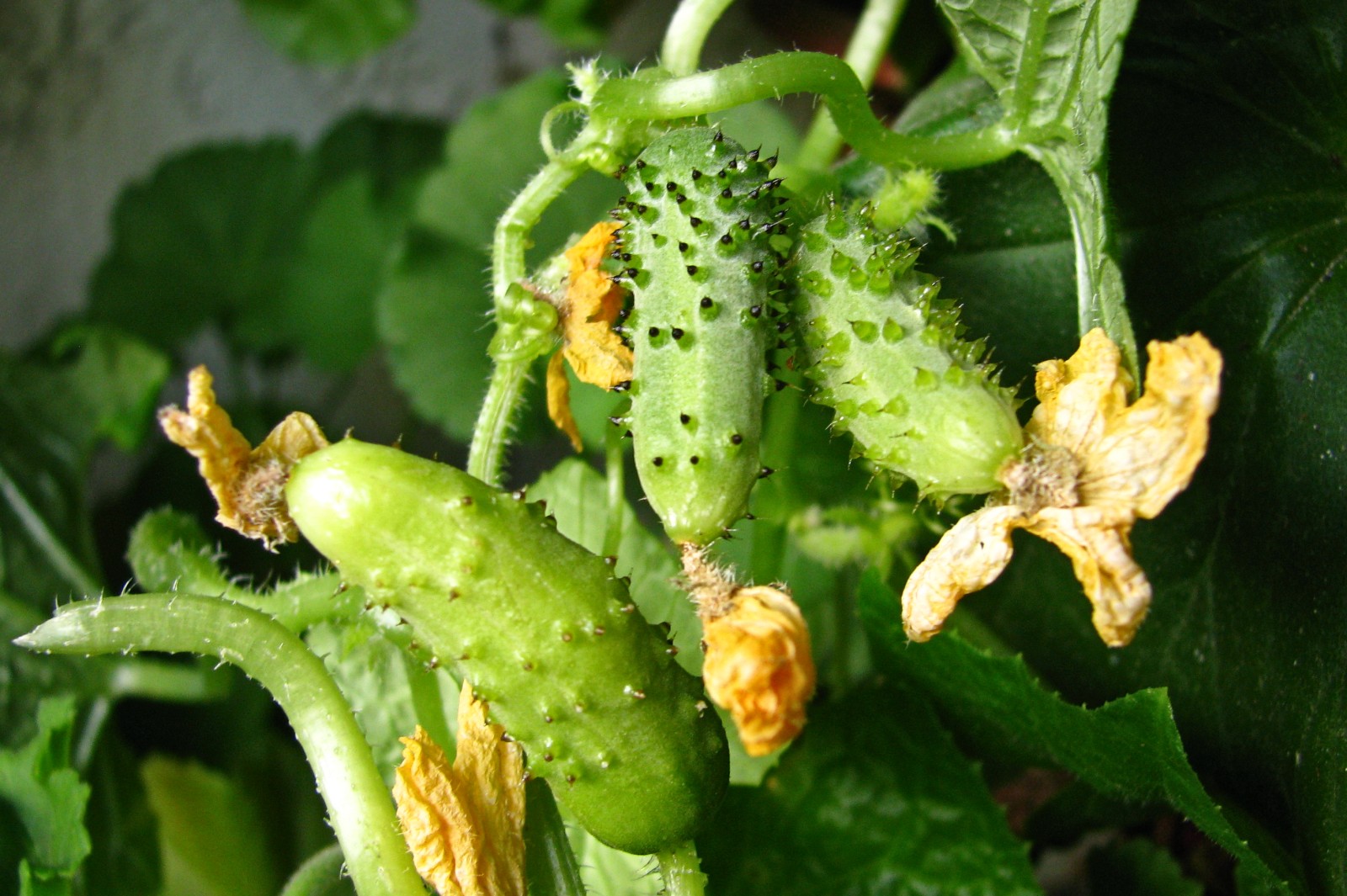 balconyveggies140818-01.jpg