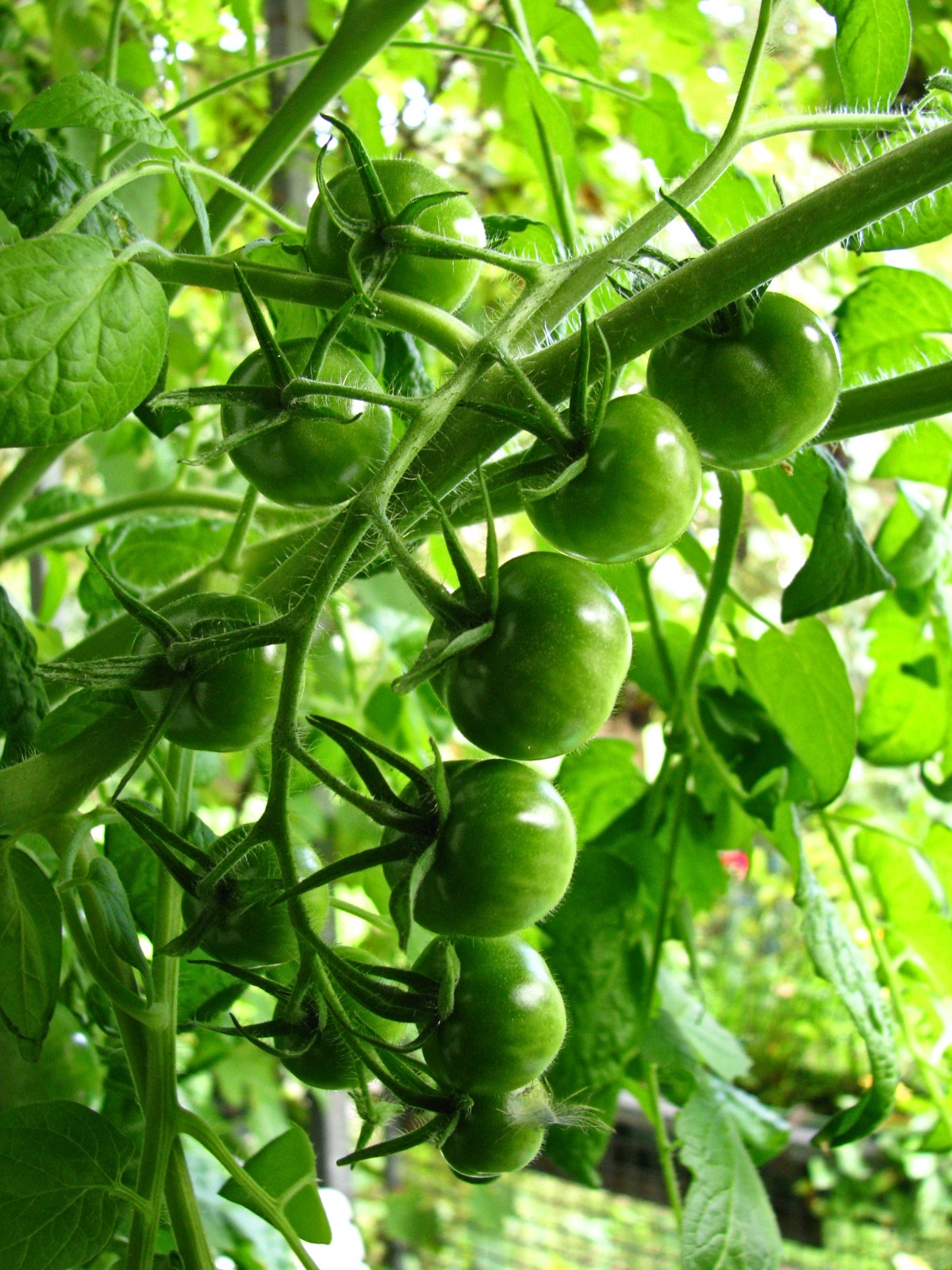 balconyveggies140818-04.jpg