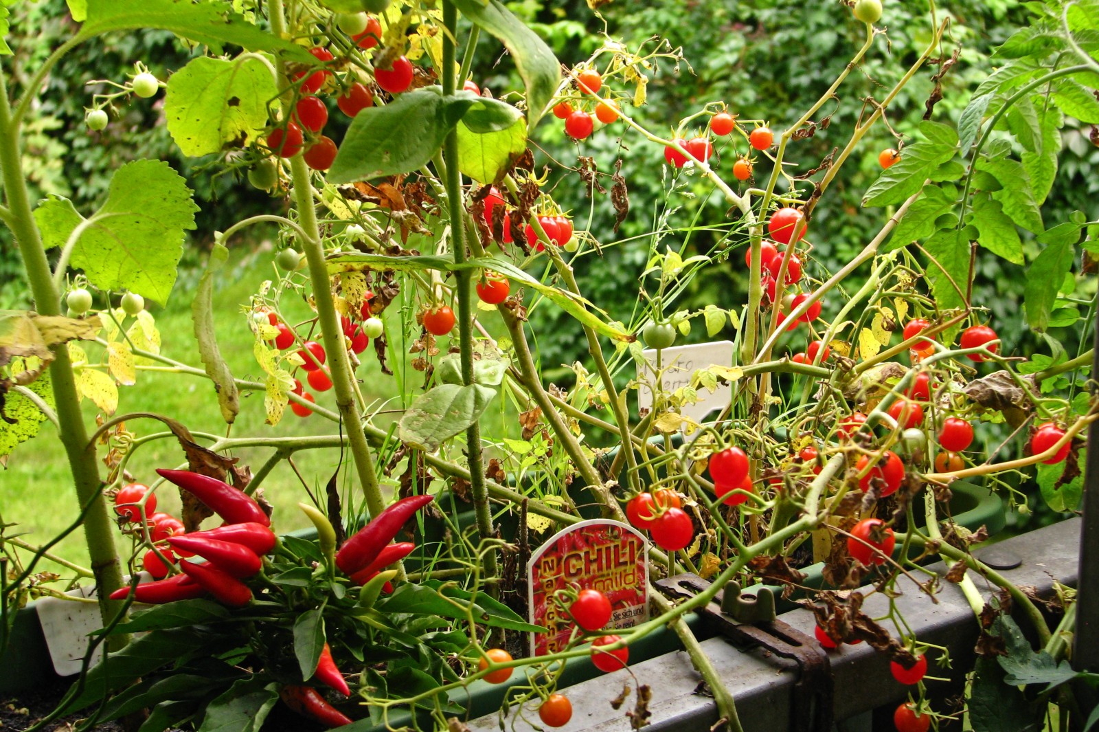 balconyveggies140828-02.jpg