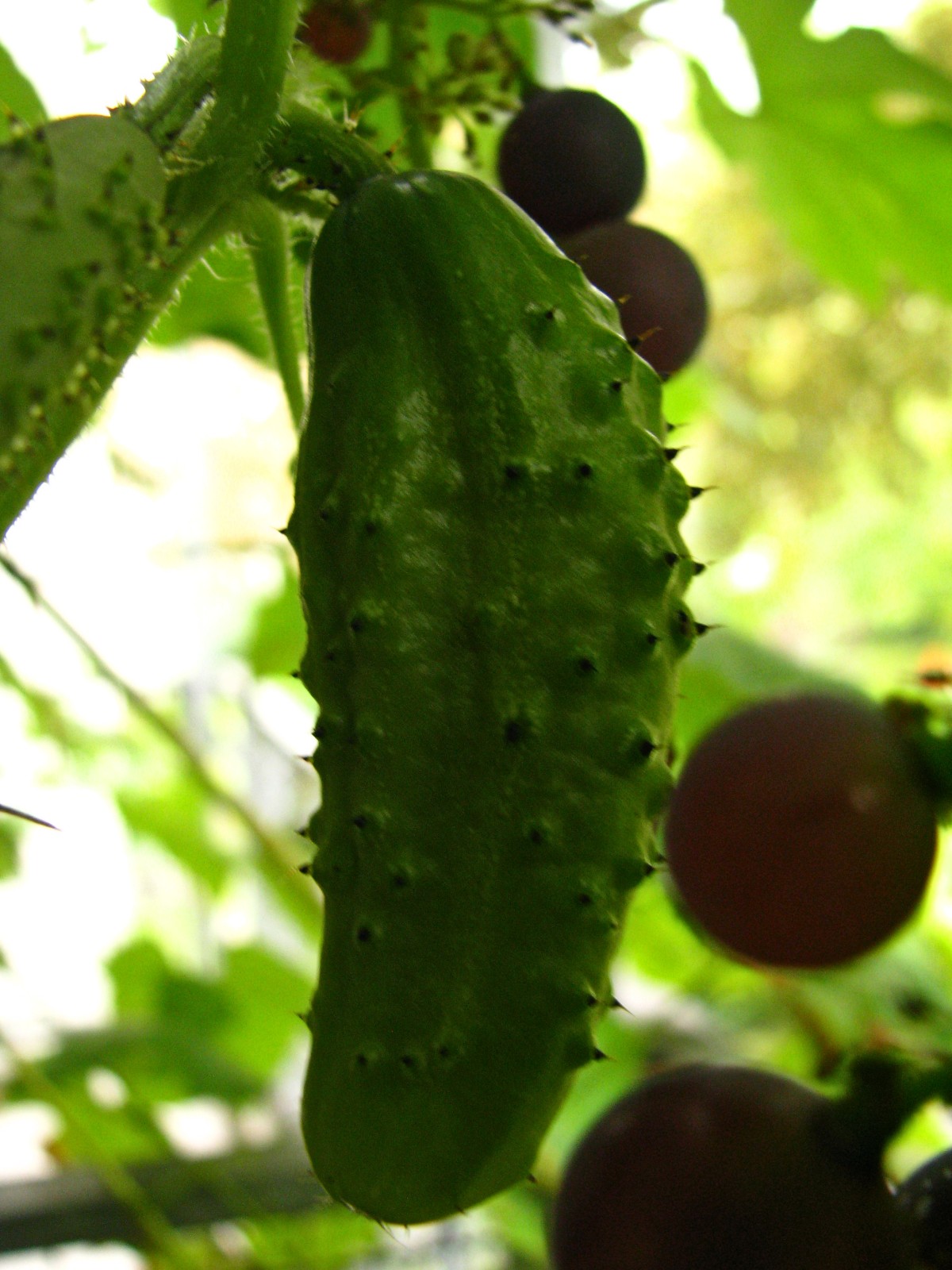 balconyveggies140828-03.jpg