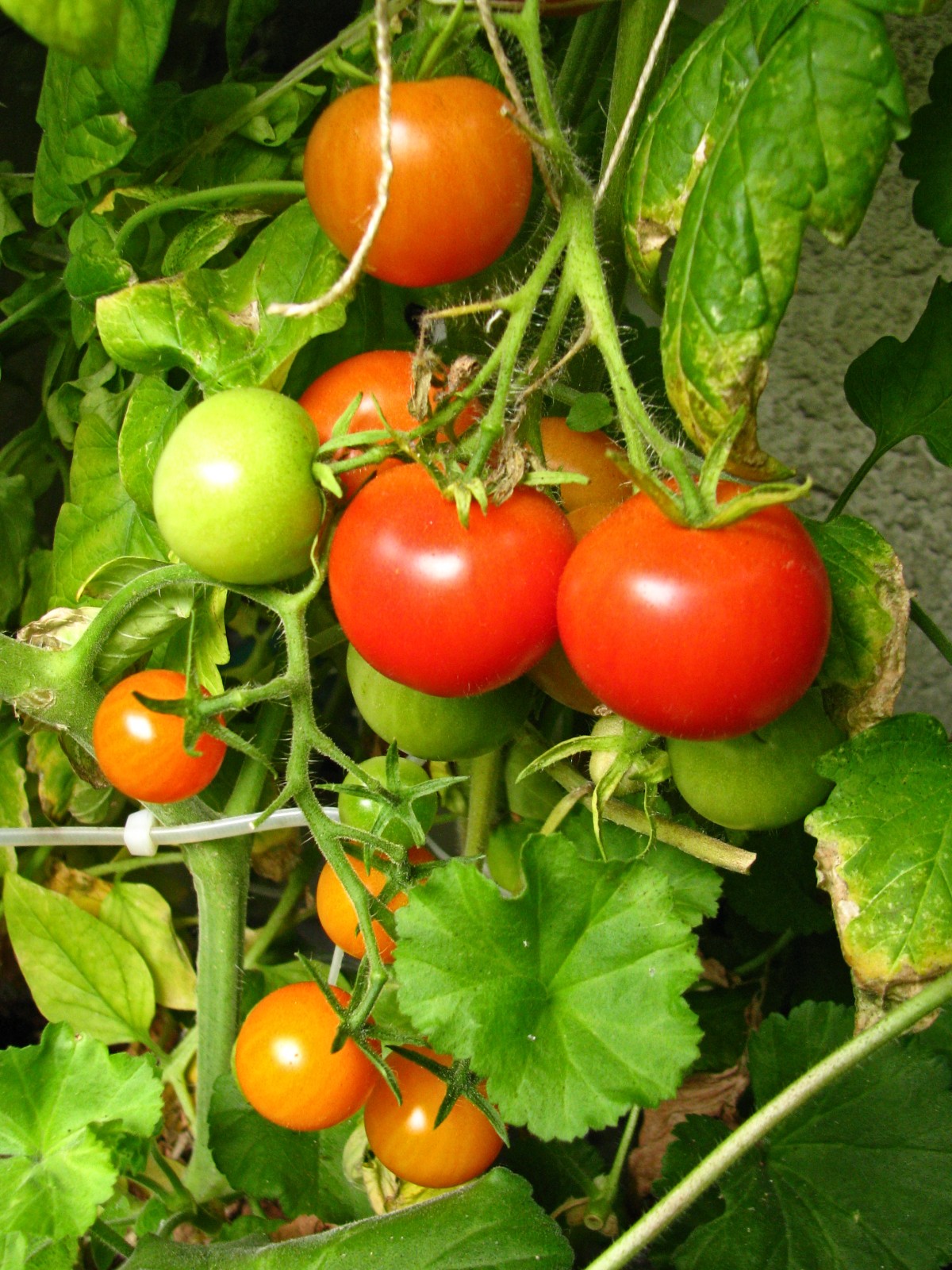 balconyveggies140828-04.jpg