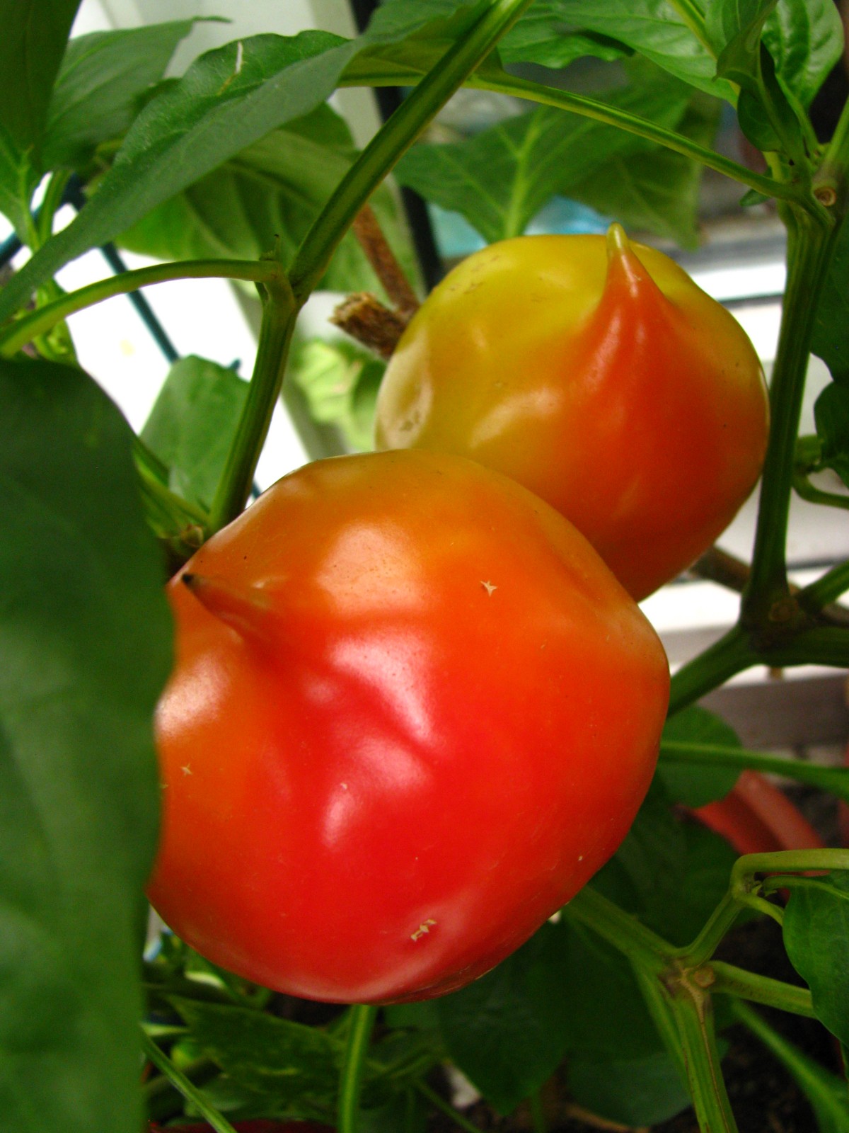 balconyveggies140829-02.jpg