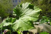 balconyveggies2015-150420-01.jpg