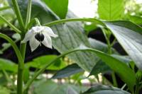 balconyveggies2015-150502-01.jpg