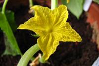 balconyveggies2015-150511-01.jpg