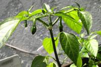 balconyveggies2015-150604-03.jpg