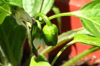 balconyveggies2015-150605-02.jpg