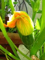 balconyveggies2015-150605-03.jpg