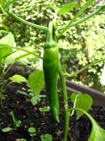 balconyveggies2015-150606-02.jpg