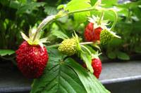 balconyveggies2015-150606-04.jpg