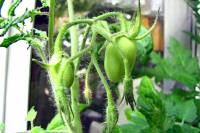 balconyveggies2015-150627-01.jpg