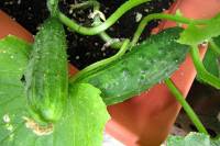 balconyveggies2015-150629-02.jpg