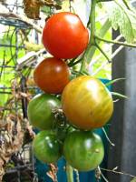 balconyveggies2015-150915-03.jpg