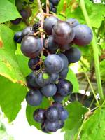 balconyveggies2015-150915-04.jpg