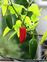 balconyveggies2015-150918-01.jpg