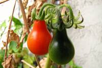 balconyveggies2015-150918-02.jpg