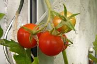 balconyveggies2015-150919-01.jpg