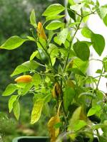 balconyveggies2015-150919-02.jpg