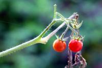 balconyveggies2015-150922-01.jpg