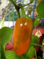 balconyveggies2015-150923-01.jpg