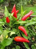 balconyveggies2015-150925-01.jpg