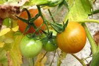 balconyveggies2015-150925-03.jpg
