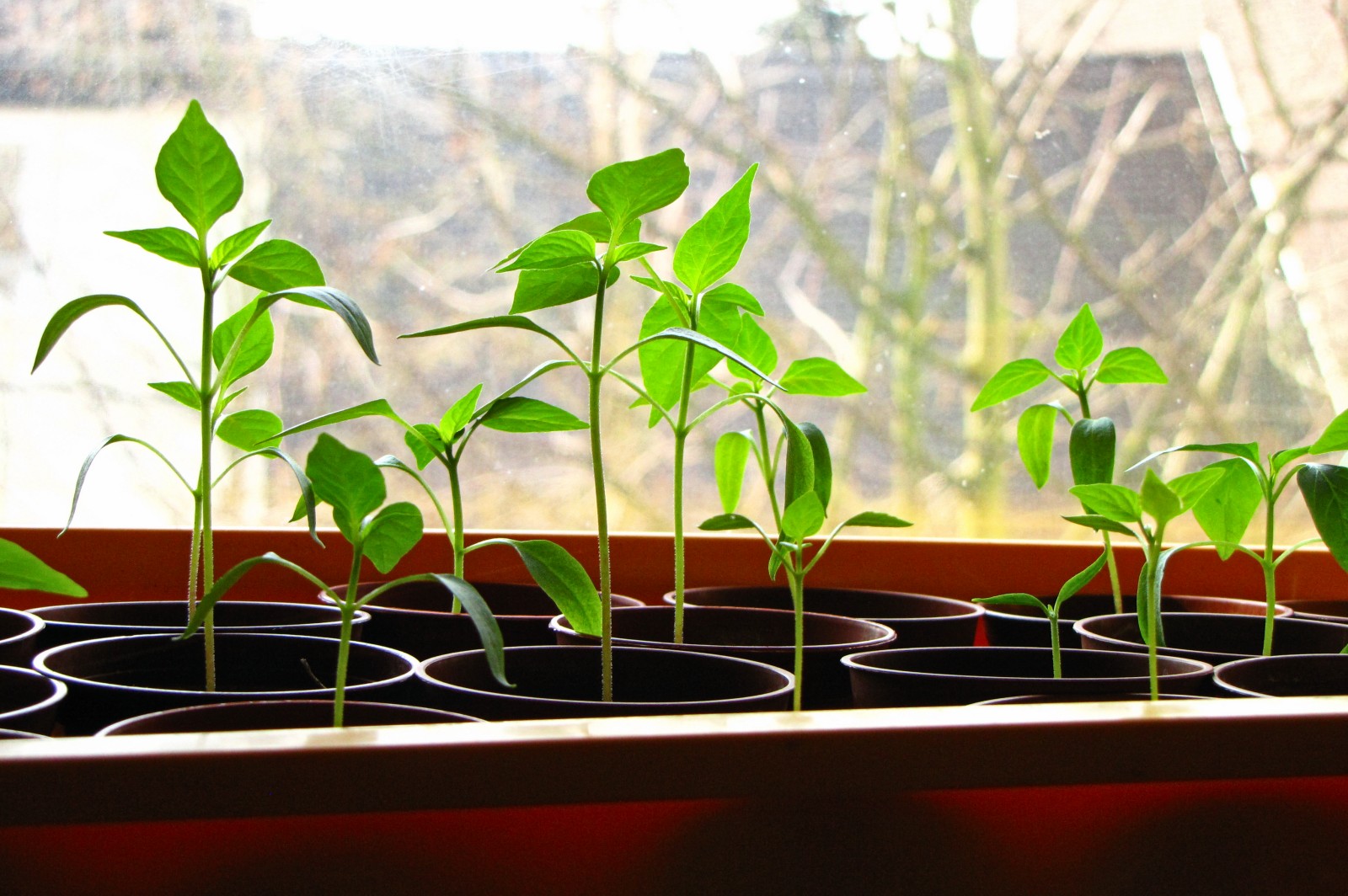 balconyveggies2015-150316-03.jpg