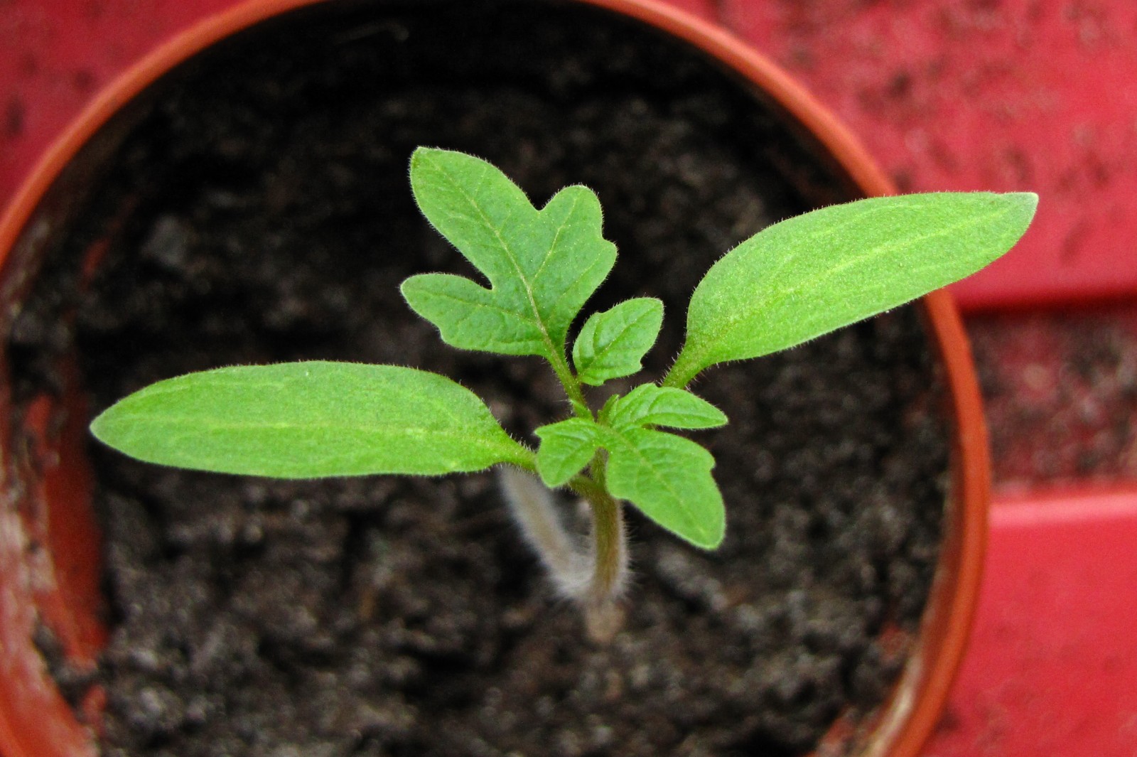 balconyveggies2015-150326-02.jpg