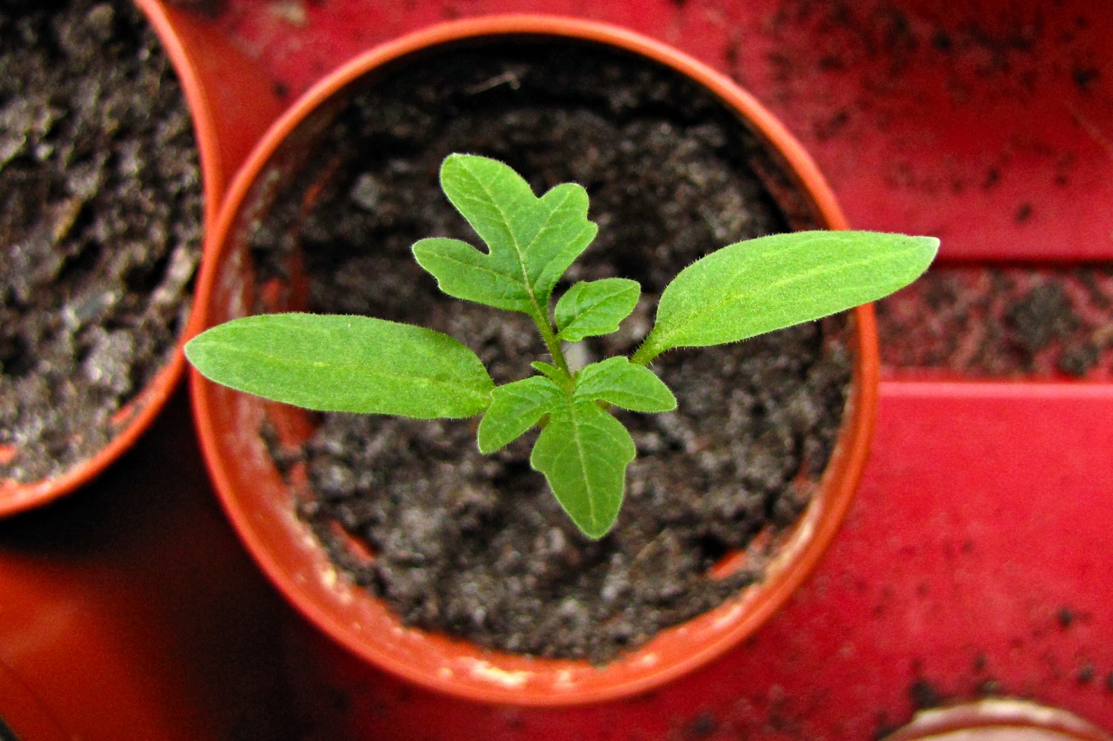 balconyveggies2015-150327-01.jpg