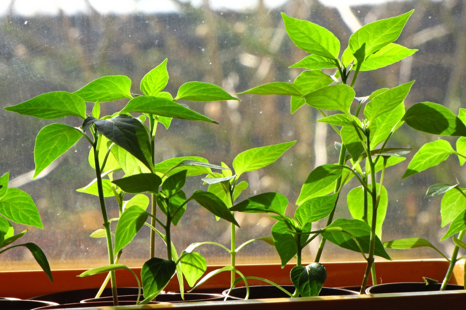 balconyveggies2015-150404-03.jpg