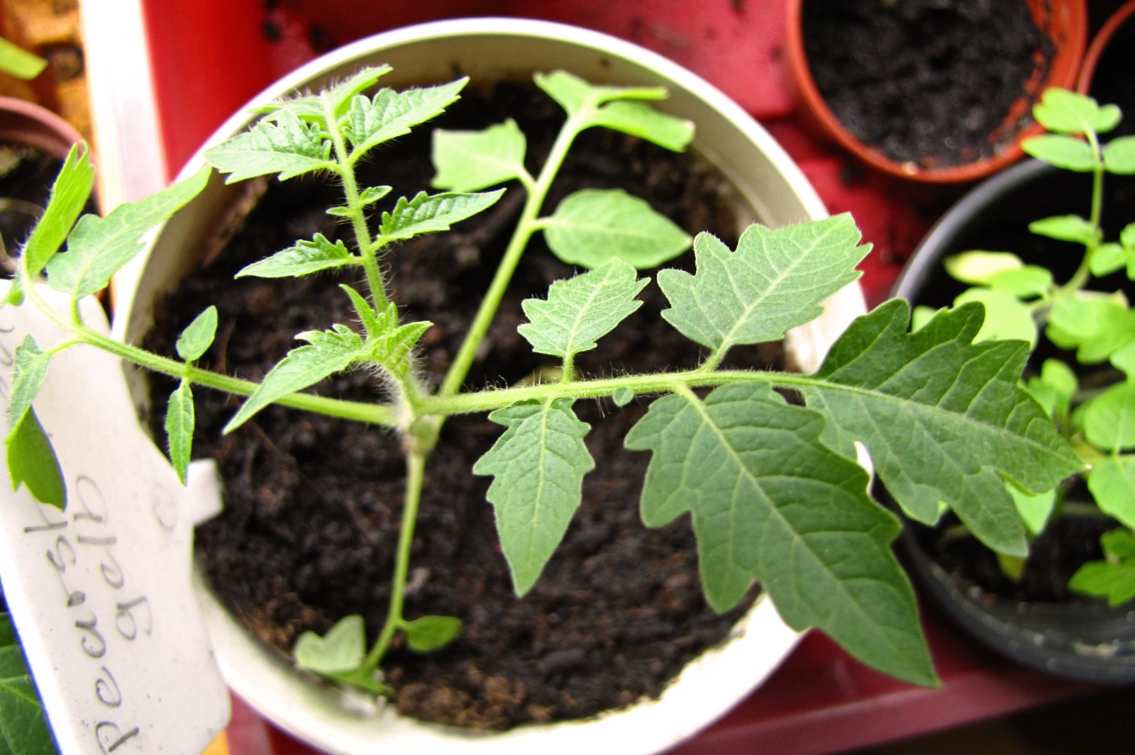 balconyveggies2015-150412-01.jpg