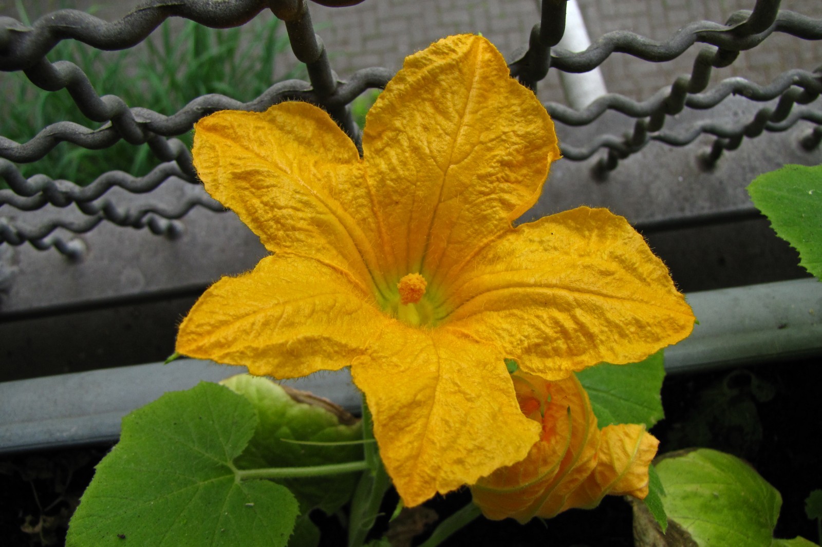balconyveggies2015-150522-06.jpg