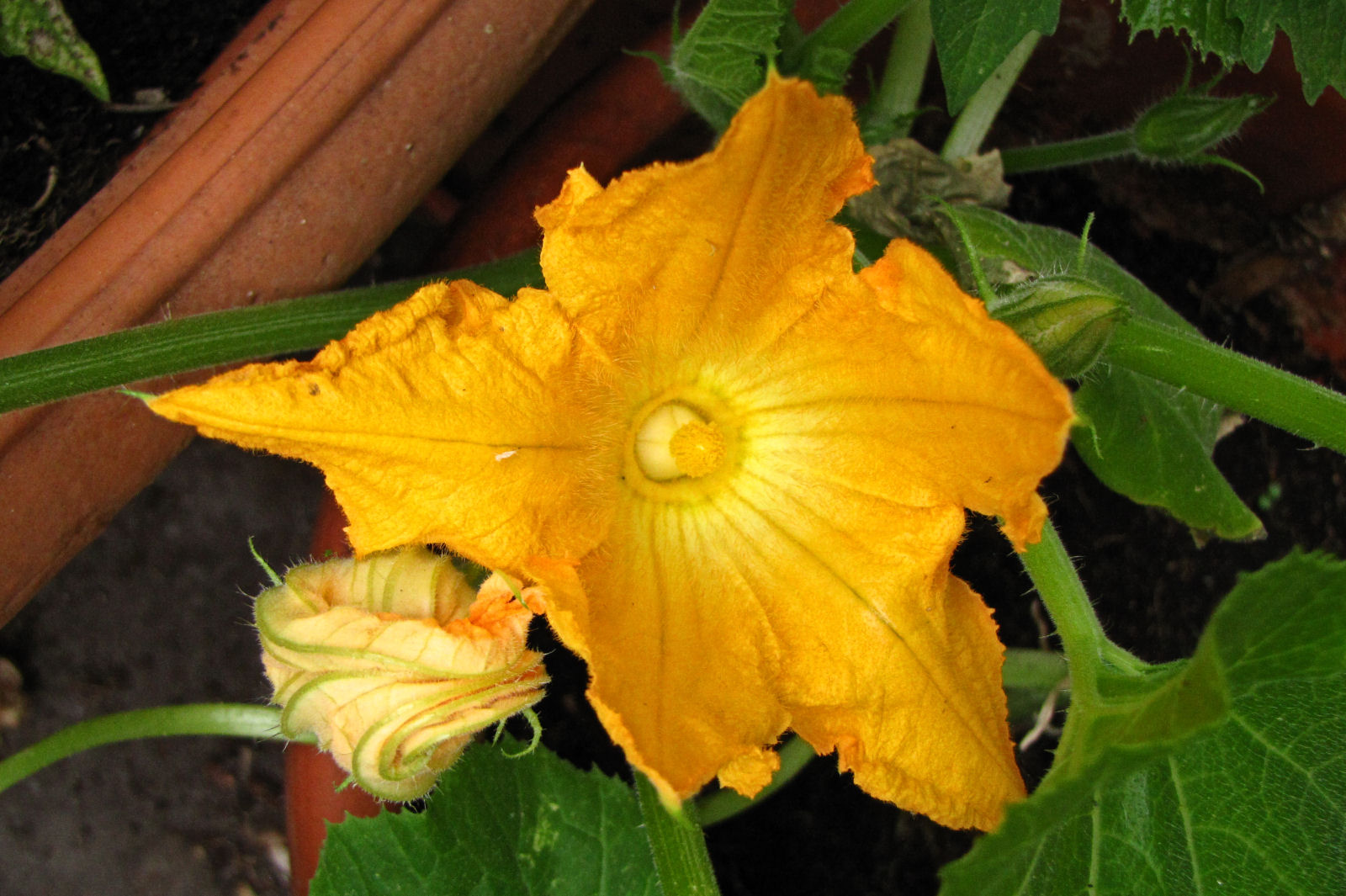 balconyveggies2015-150531-01.jpg