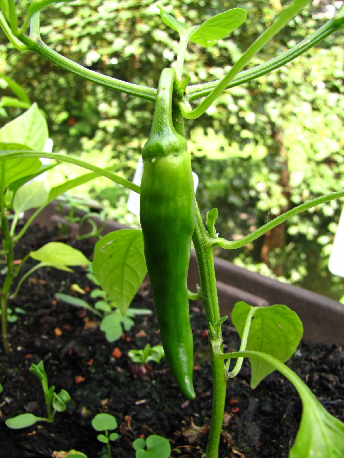 balconyveggies2015-150606-02.jpg