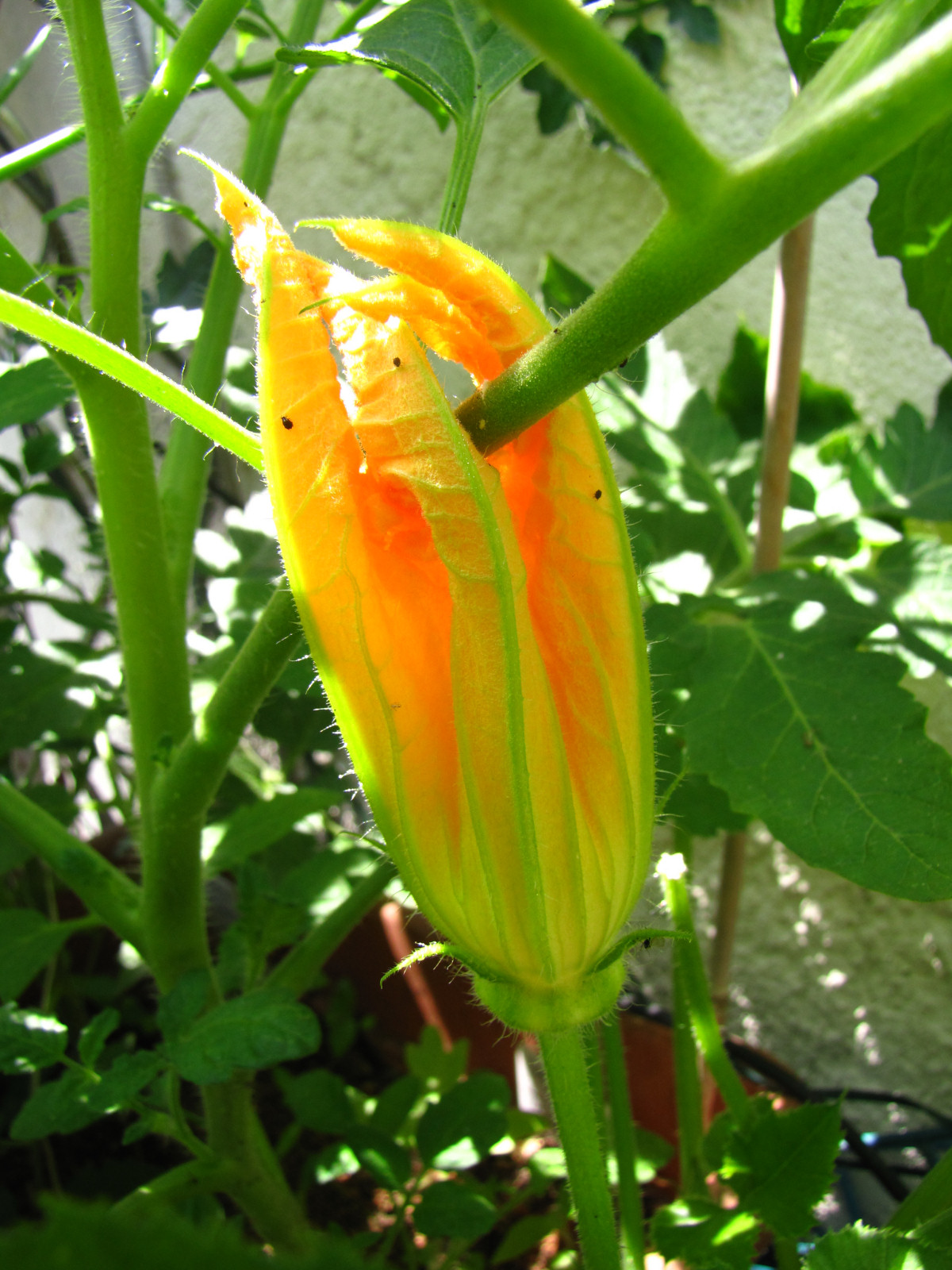 balconyveggies2015-150607-02.jpg