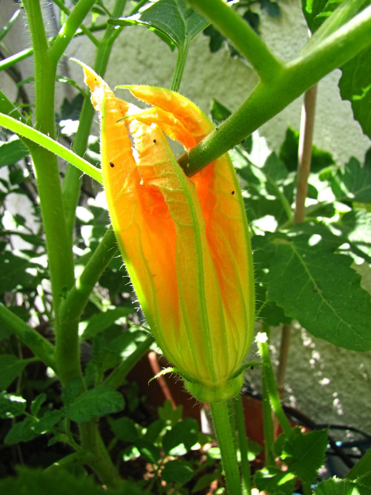 balconyveggies2015-150607-03.jpg