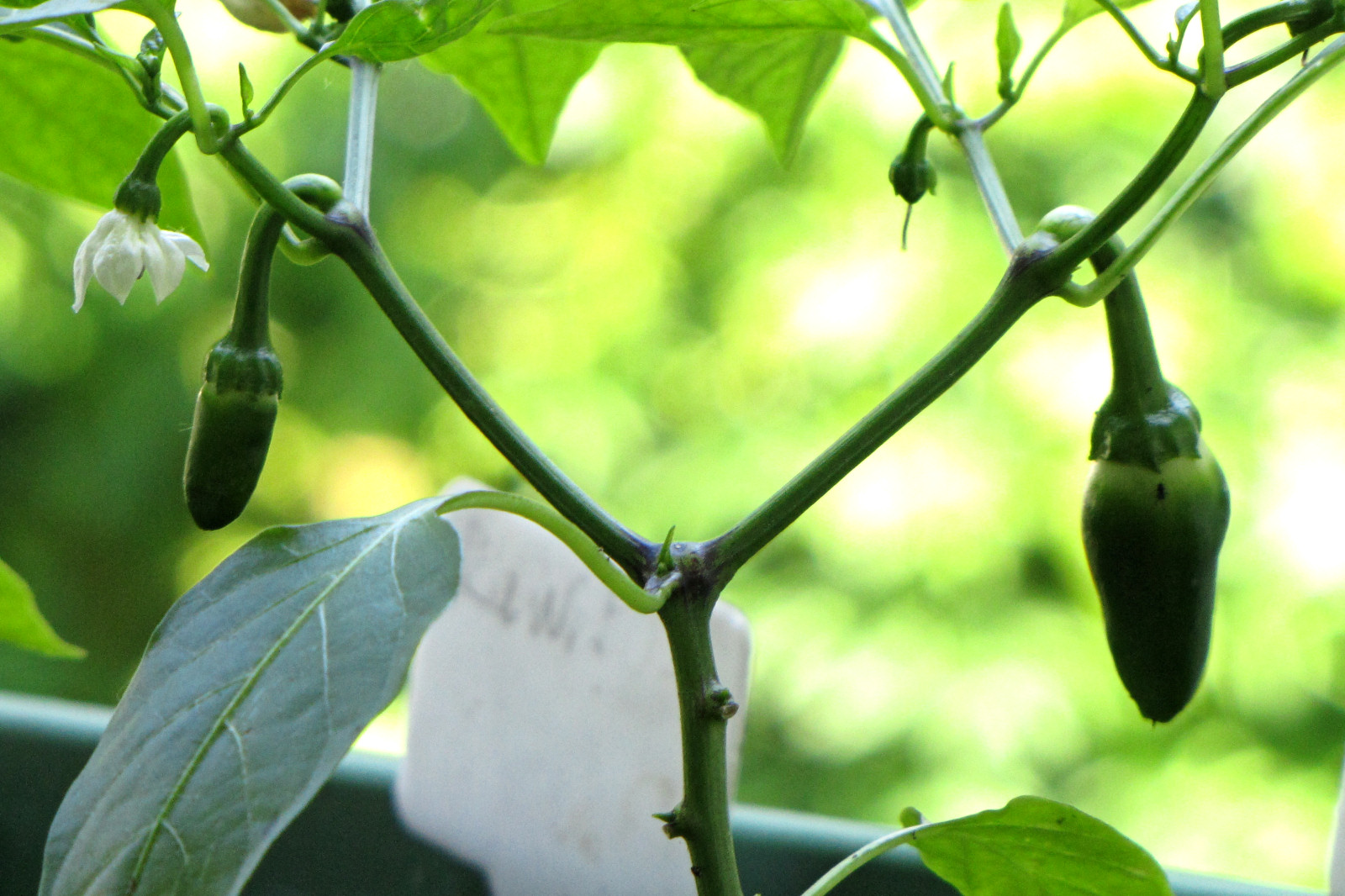balconyveggies2015-150607-04.jpg