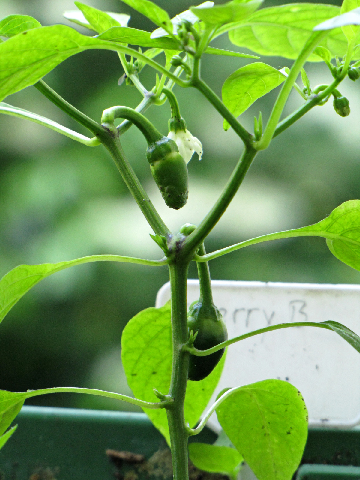 balconyveggies2015-150607-05.jpg