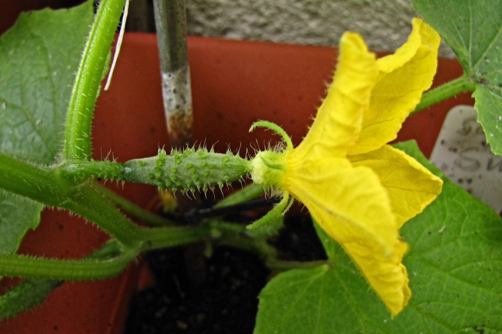 balconyveggies2015-150608-01.jpg