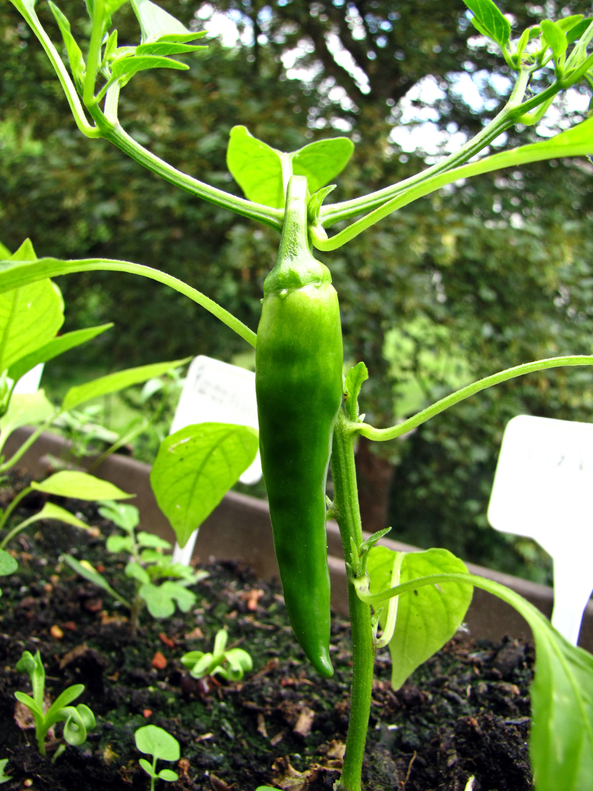 balconyveggies2015-150608-02.jpg