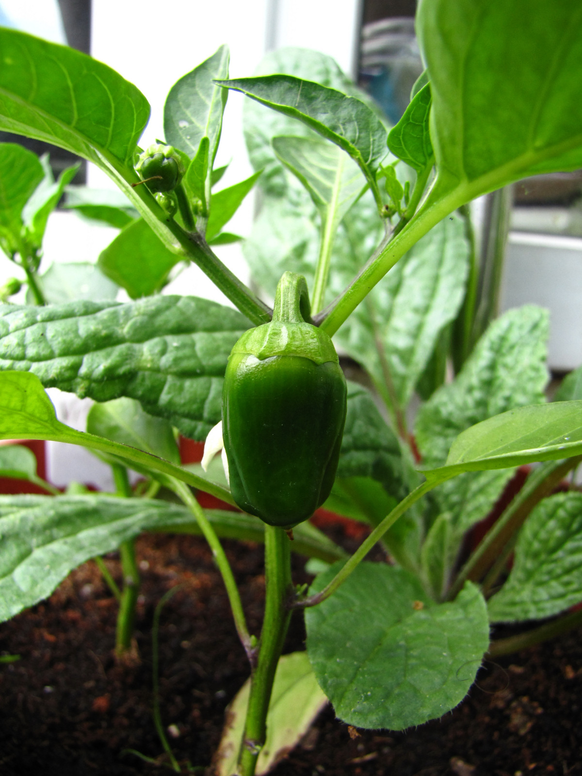 balconyveggies2015-150608-03.jpg