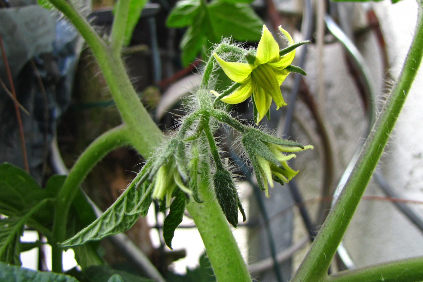 balconyveggies2015-150609-01.jpg