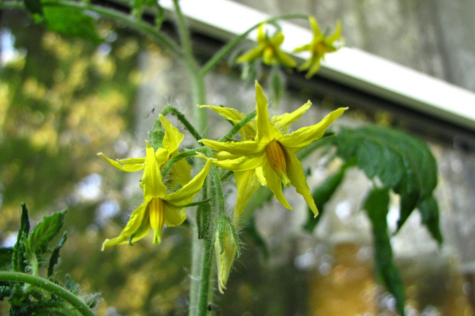 balconyveggies2015-150613-01.jpg