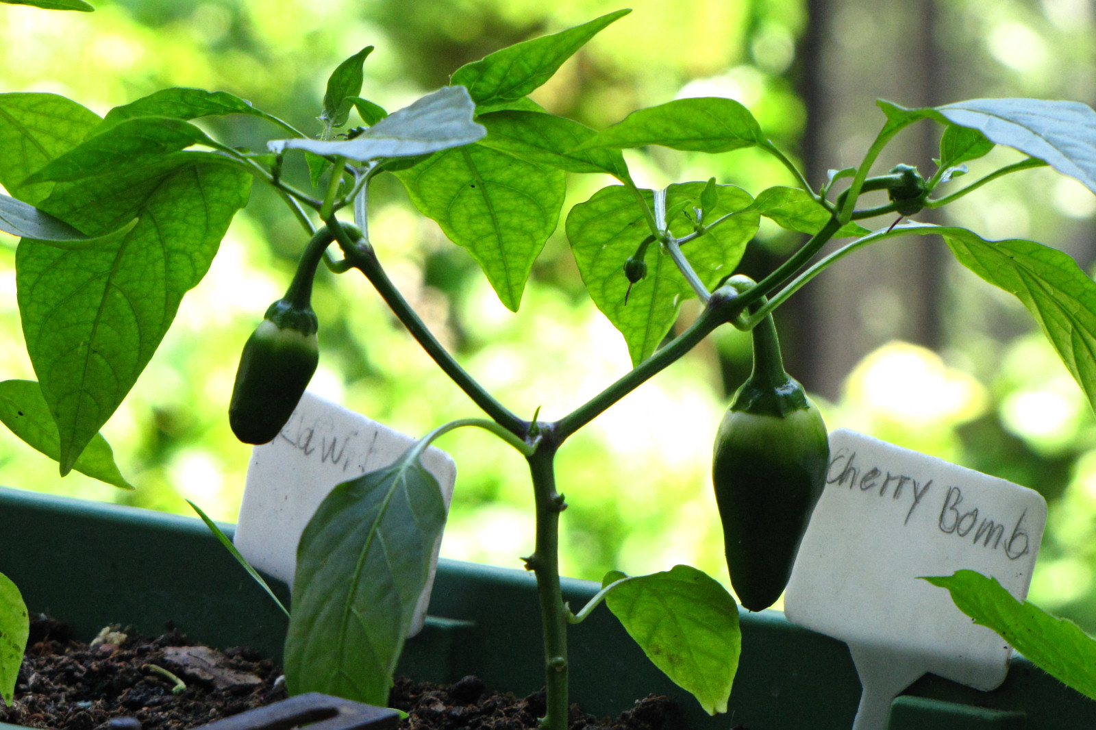 balconyveggies2015-150613-02.jpg