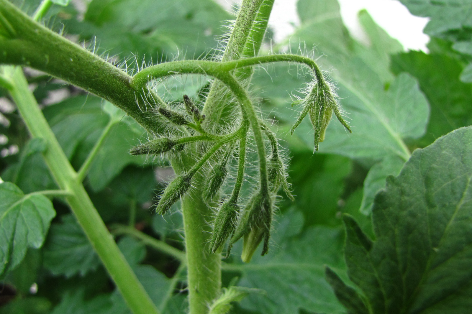 balconyveggies2015-150618-03.jpg